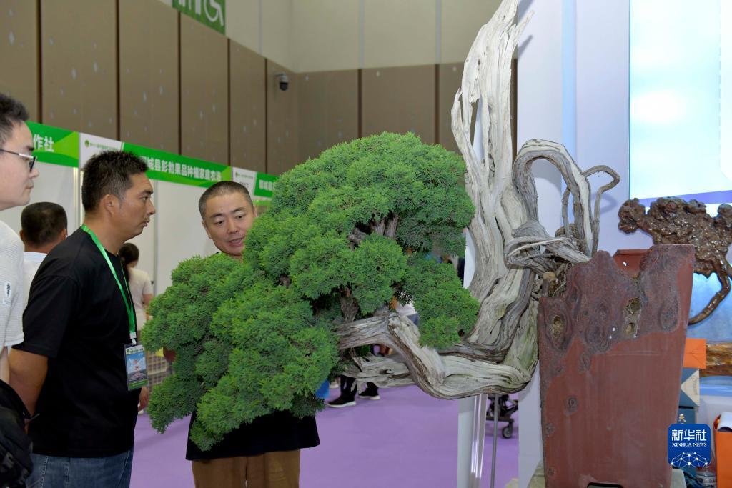 问鼎app官网下载